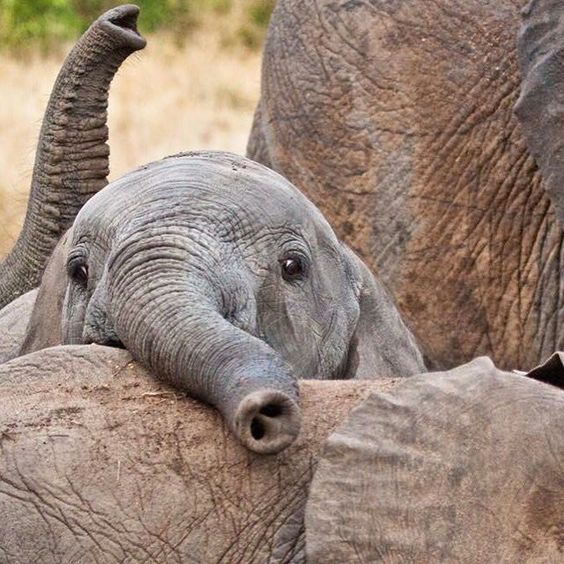 Фото маленьких слоников, которые вызовут у вас улыбку