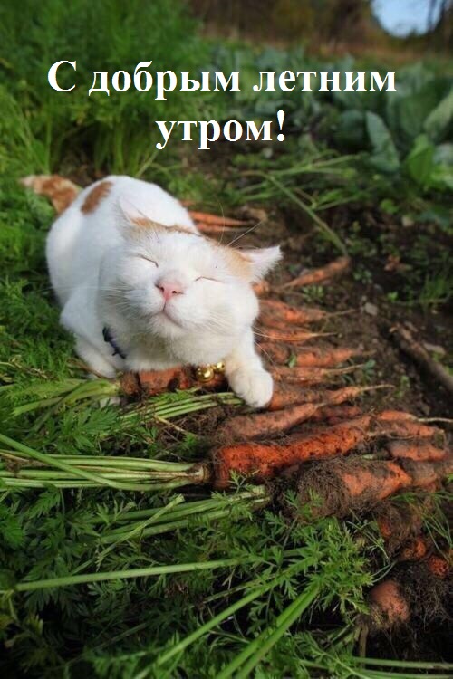 Деревенские, милые, шерстяные