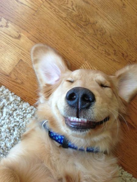 Маразм крепчал