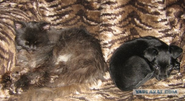 Котовторник 26.03.2013