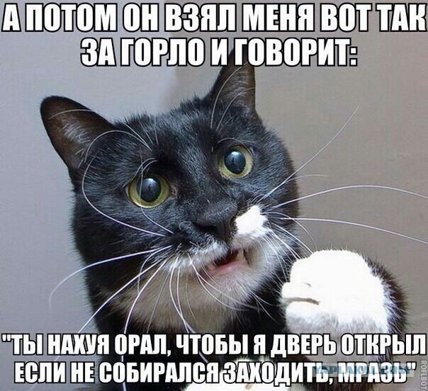 Эти кошки упрямее барана: ТОП-7 пород со скверным характером