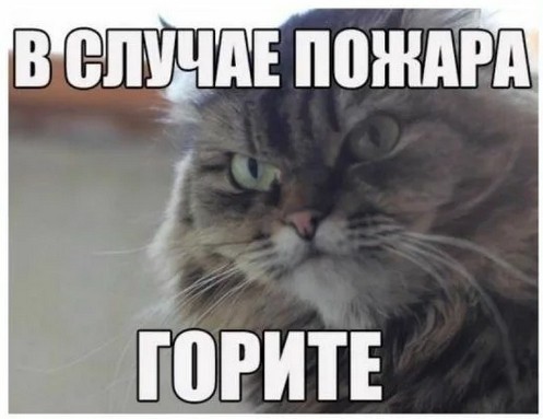 Адский котэ