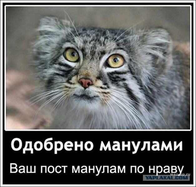 Погладь манула! Погладь манула сцуко!