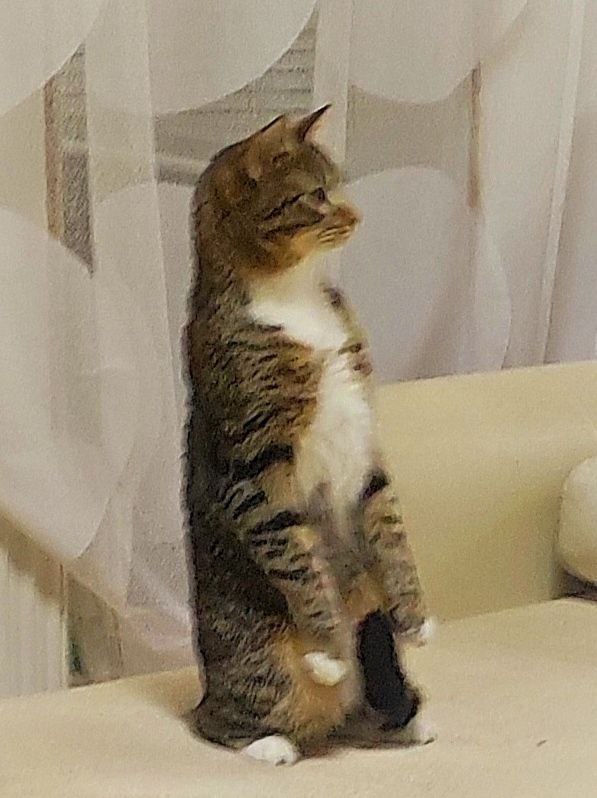 К котовторнику