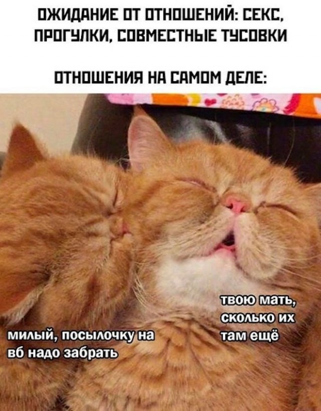 К котовторнику: подборка картинок-баянов с котиками и про котиков. Выпуск 11