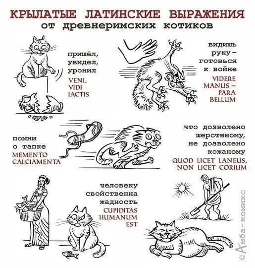 Заведи кота