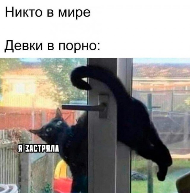 К котовторнику: подборка картинок-баянов с котиками и про котиков. Выпуск 23.