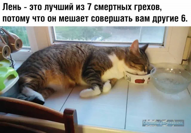 К котовторнику: подборка картинок-баянов с котиками и про котиков. Выпуск 36.