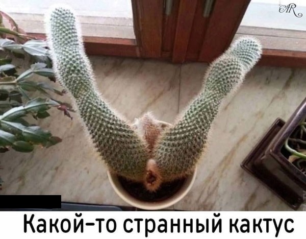 Забавные и не очень скромные картинки-36