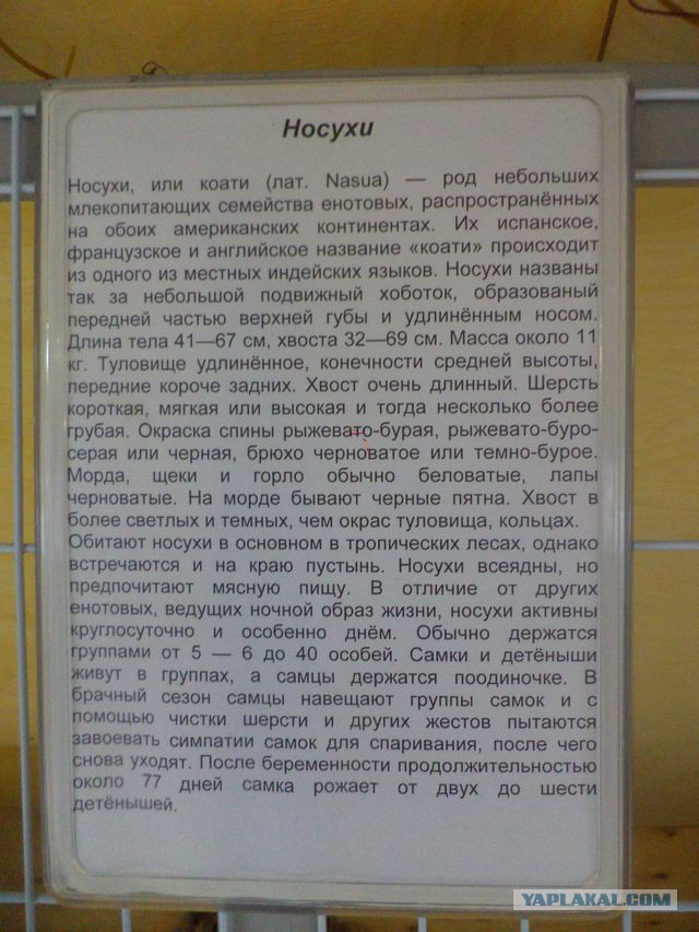 Трогательный зоопарк