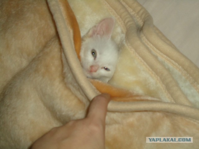 А где прячется ваш кот?