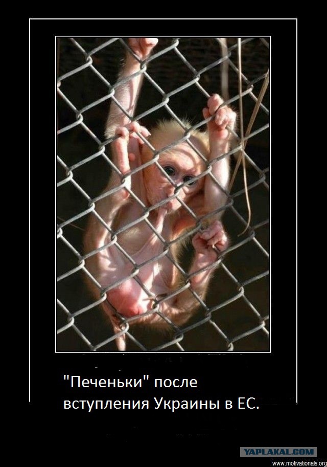 Жизнь зверья из Правого сектора во Львове