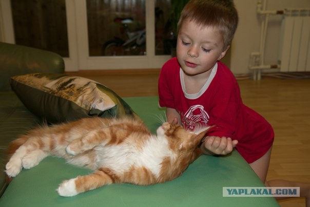Котовторник 22.04.2014