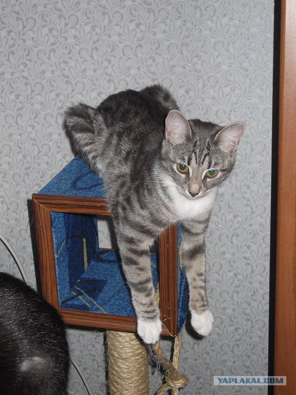 С Котовторником!