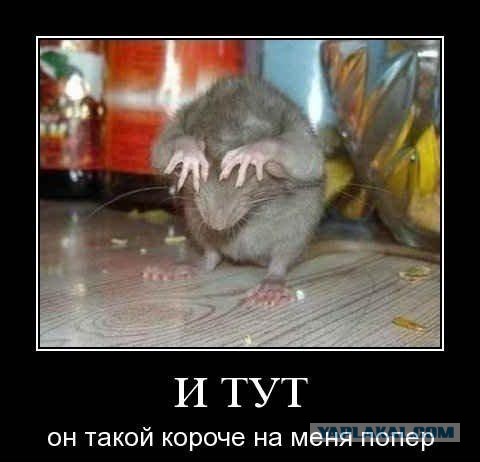 Веселые картинки