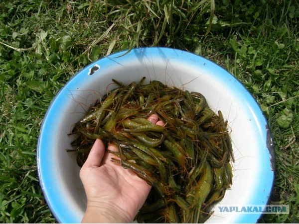 Руководство по морепродуктам