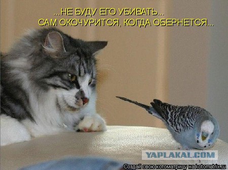 Спой, птичка !