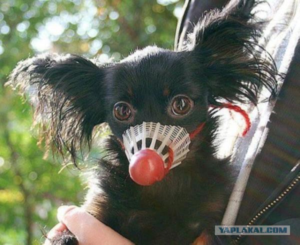 Собака у соседей из соседнего подъезда лает!