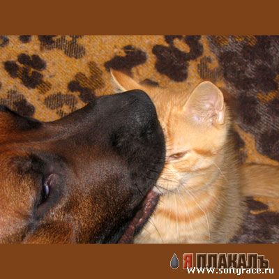 Кошки и Собаки - большая подборка