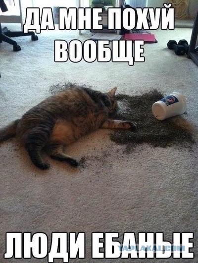 Как видите себя вы, и как видит вас ваша собака