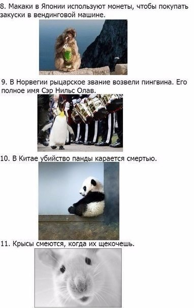 Божьи твари