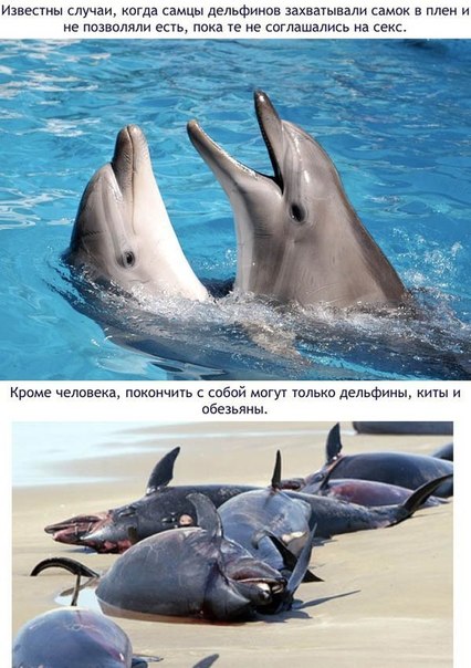Божьи твари
