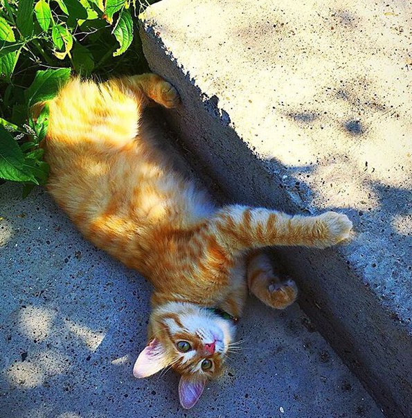 Котовторник 09.08.2016