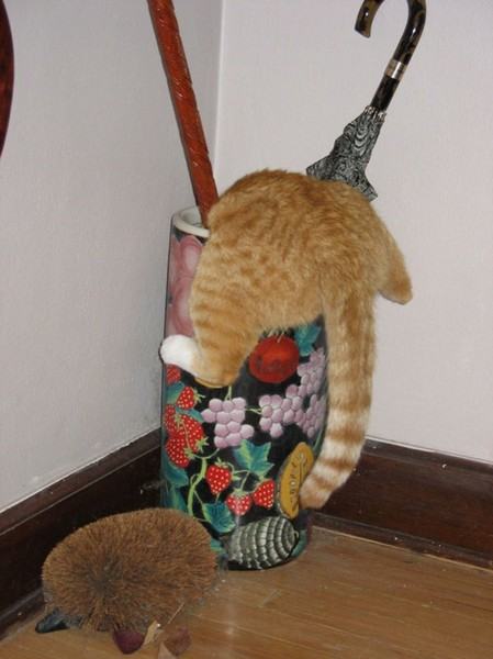 Коты из сети