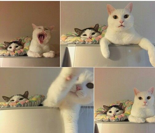 Коты из сети