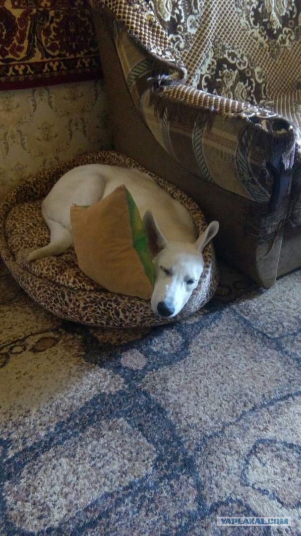 К собакочетвергу #2