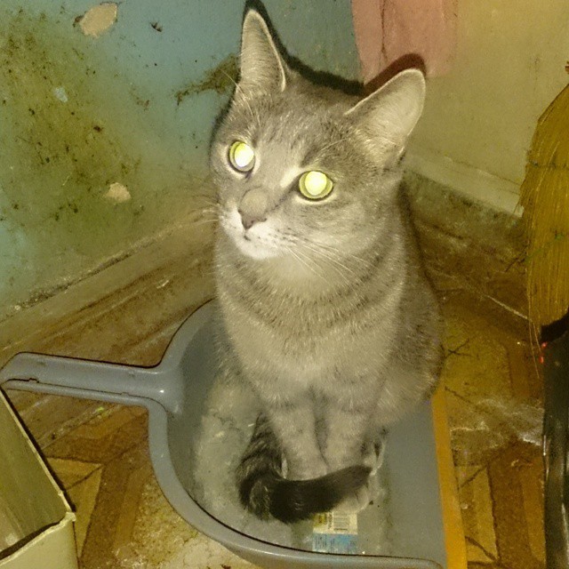 Коты из сети
