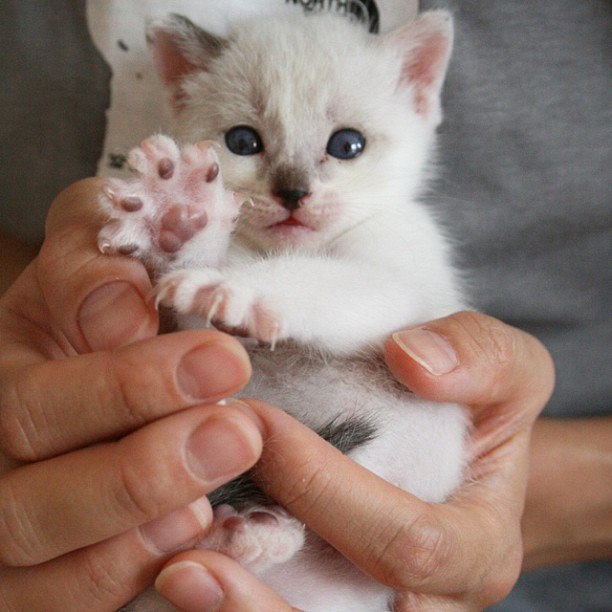 Коты и Кошки
