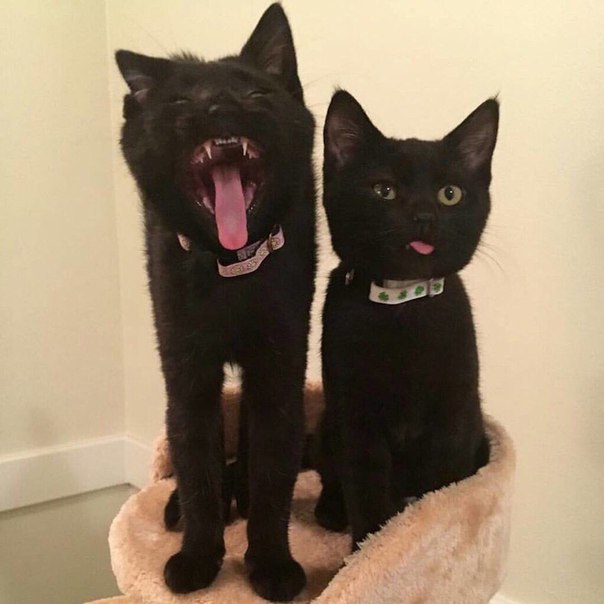 Коты и Кошки