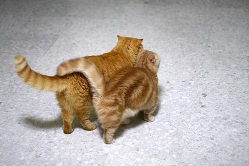 Коты и Кошки