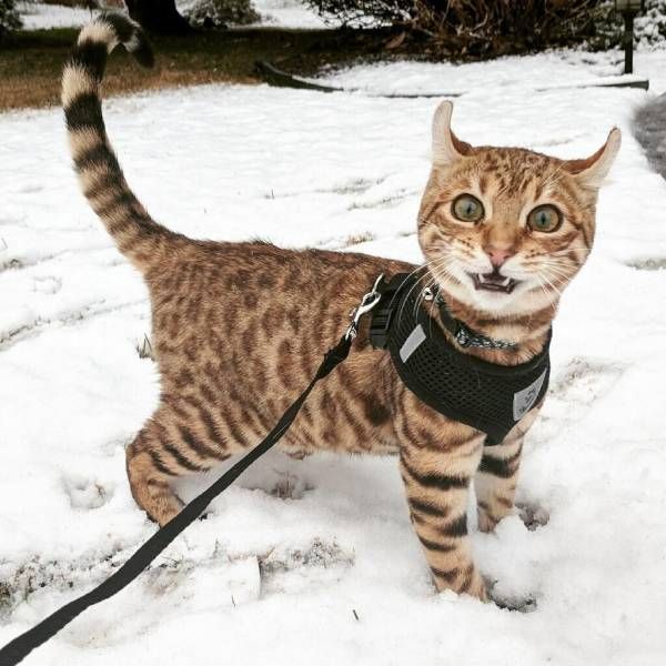 Коты и Кошки