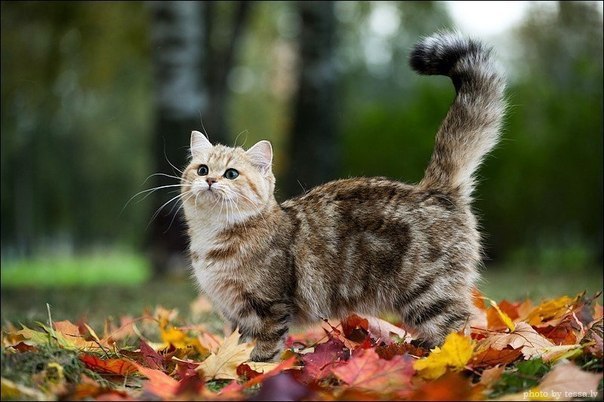 Прикольных котов пост