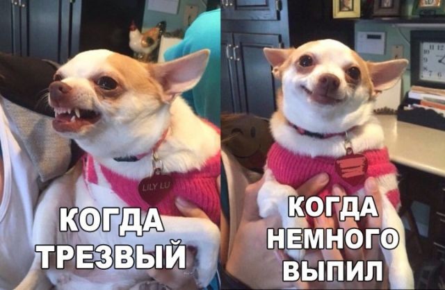 Нестандартный юмор