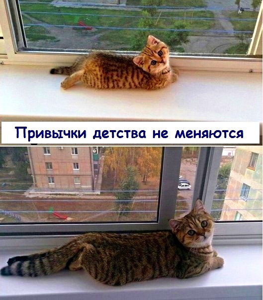 Картинки с надписями с котами и про котов