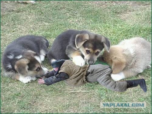Фотожаба: Охотник и его верный пес