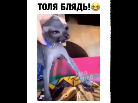 Впереди была трудная ночь котовторника. Толик защищал дом от незваных гостей