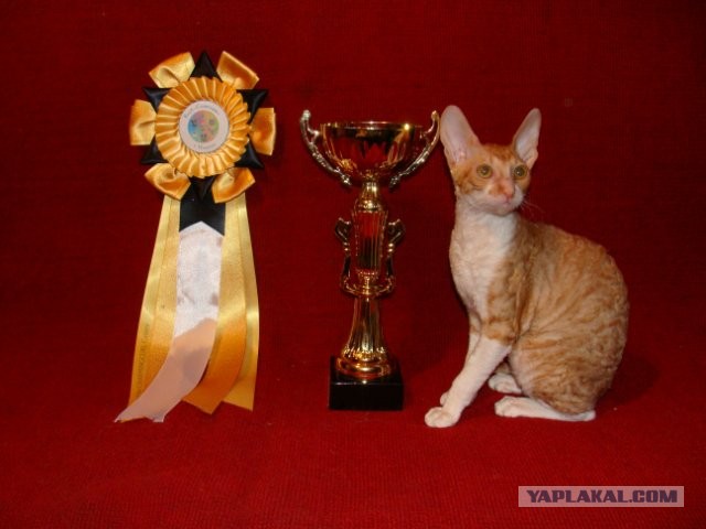 Корниш-рексы, забавные коты с инопланетной внешностью