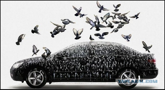 Почему птицы срут выборочно и только на свежевымытые машины?