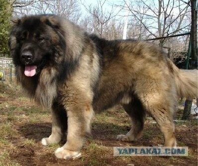Не бойся, он не кусается