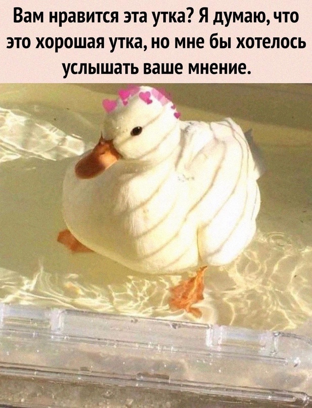 Картинки и мемы, всем хороших выходных