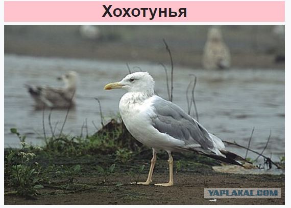 Приколы у чаек