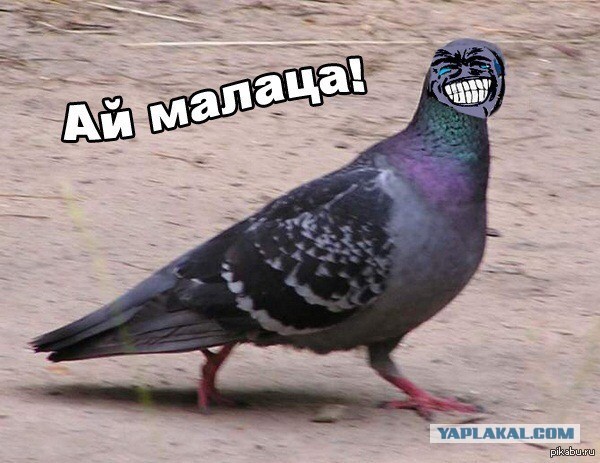 Объезжал голубя