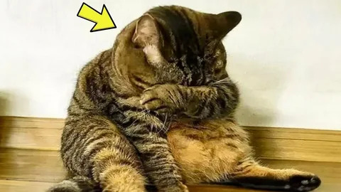 А ты покормил котика?
