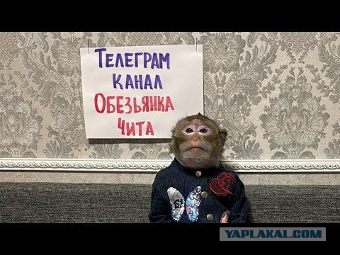 Картинки для деградации 177 (разной степени свежести)