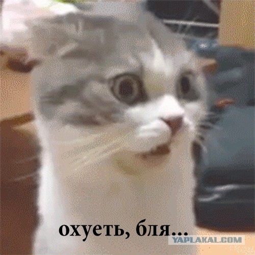 Самая высокая собака Великобритании
