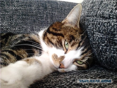 Котовторник 05.03.13